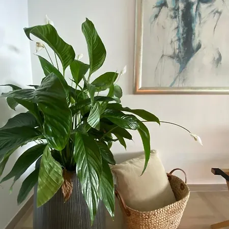 Appartement Le Bahia *