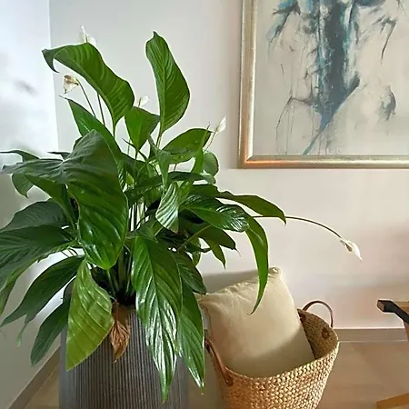 Appartement Le Bahia Nice